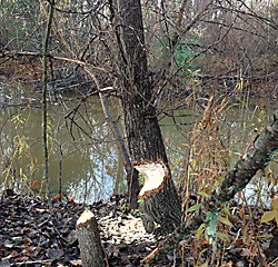 Busy beavers are members of nature’s classroom