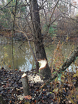 beavers in our backyard