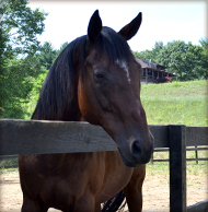 photo of horse behind a fence